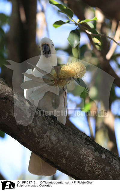 Gelbhaubenkakadu / Sulphur-crested Cockatoo / FF-08713