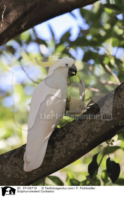 Gelbhaubenkakadu / Sulphur-crested Cockatoo / FF-08719