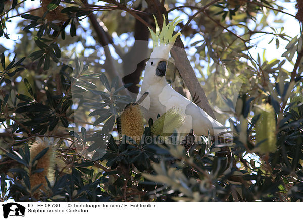 Gelbhaubenkakadu / Sulphur-crested Cockatoo / FF-08730