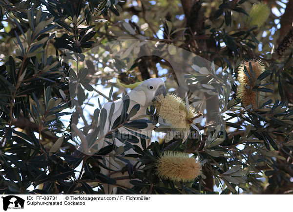 Gelbhaubenkakadu / Sulphur-crested Cockatoo / FF-08731