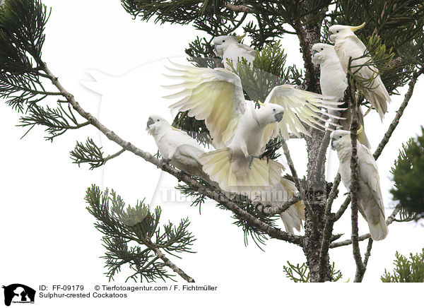 Gelbhaubenkakadus / Sulphur-crested Cockatoos / FF-09179