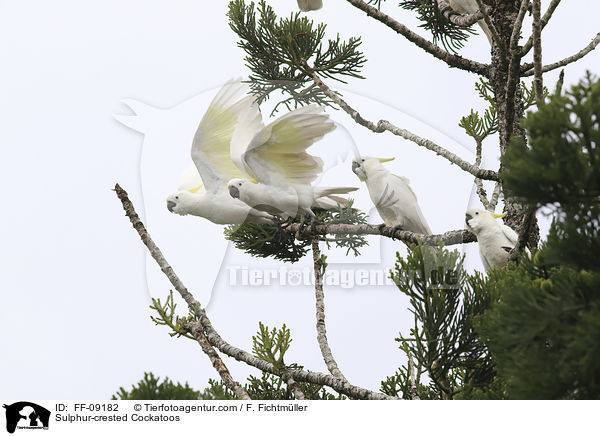 Sulphur-crested Cockatoos / FF-09182