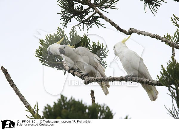 Gelbhaubenkakadus / Sulphur-crested Cockatoos / FF-09186