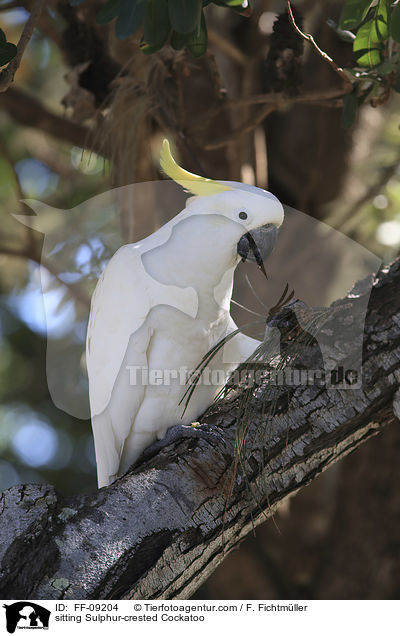sitzender Gelbhaubenkakadu / sitting Sulphur-crested Cockatoo / FF-09204