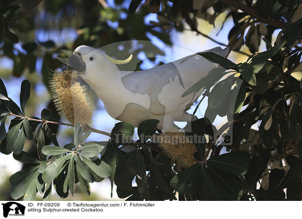 sitzender Gelbhaubenkakadu / sitting Sulphur-crested Cockatoo / FF-09209