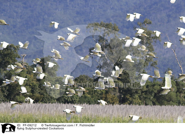 fliegende Gelbhaubenkakadus / flying Sulphur-crested Cockatoos / FF-09212