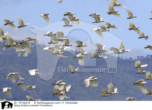 fliegende Gelbhaubenkakadus / flying Sulphur-crested Cockatoos / FF-09218