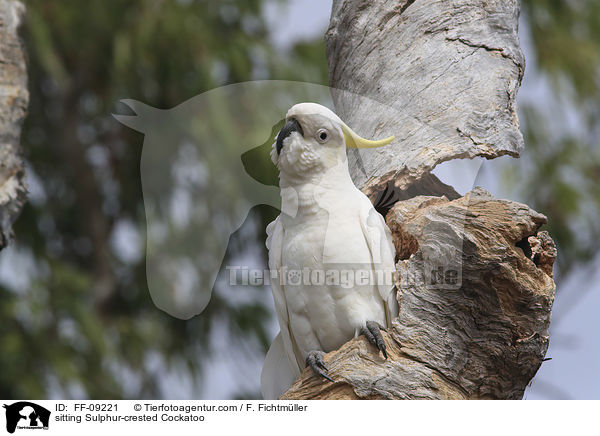 sitzender Gelbhaubenkakadu / sitting Sulphur-crested Cockatoo / FF-09221