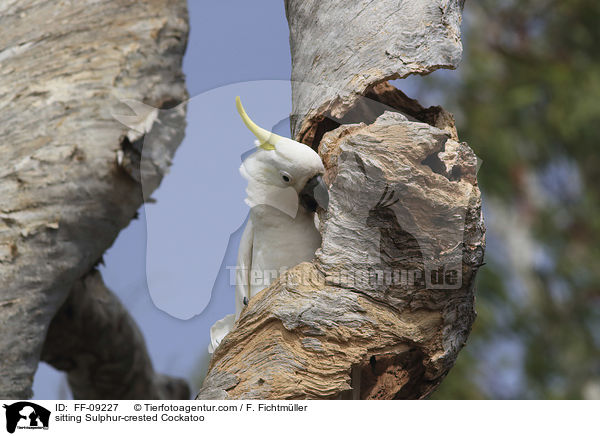 sitzender Gelbhaubenkakadu / sitting Sulphur-crested Cockatoo / FF-09227