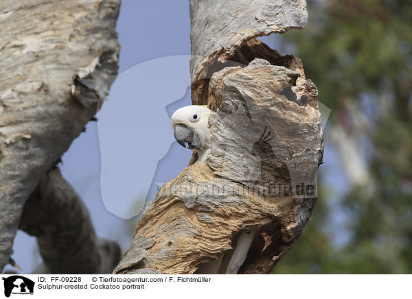 Gelbhaubenkakadu Portrait / Sulphur-crested Cockatoo portrait / FF-09228