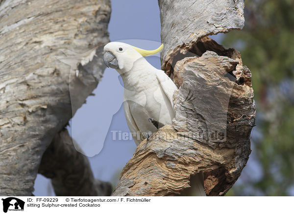 sitzender Gelbhaubenkakadu / sitting Sulphur-crested Cockatoo / FF-09229