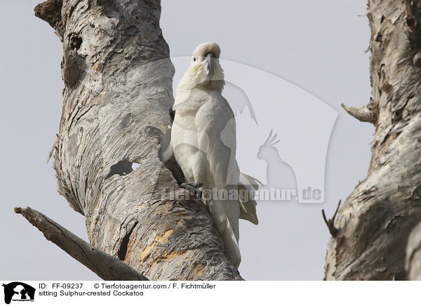 sitzender Gelbhaubenkakadu / sitting Sulphur-crested Cockatoo / FF-09237