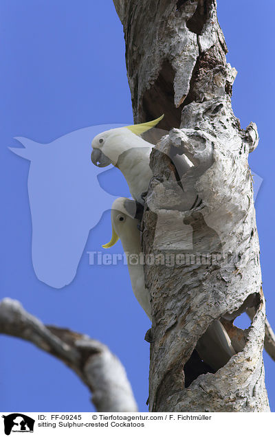 sitzende Gelbhaubenkakadus / sitting Sulphur-crested Cockatoos / FF-09245