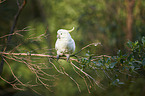 sulphur-crested cockatoo