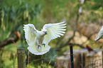 sulphur-crested cockatoo
