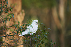 sulphur-crested cockatoo