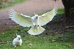 sulphur-crested cockatoos