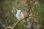 sulphur-crested cockatoo