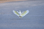 sulphur-crested cockatoo