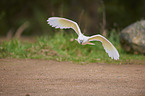 sulphur-crested cockatoo