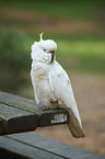 sulphur-crested cockatoo