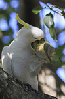Sulphur-crested Cockatoo