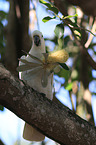 Sulphur-crested Cockatoo