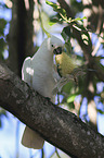 Sulphur-crested Cockatoo