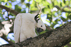 Sulphur-crested Cockatoo