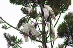 sitting Sulphur-crested Cockatoos