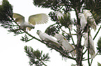Sulphur-crested Cockatoo