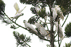 Sulphur-crested Cockatoos