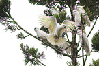 Sulphur-crested Cockatoos