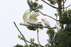 Sulphur-crested Cockatoos