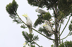 sitting Sulphur-crested Cockatoos