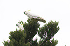 Sulphur-crested Cockatoos