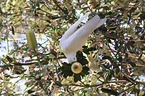 sitting Sulphur-crested Cockatoo