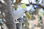 sitting Sulphur-crested Cockatoo
