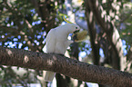 sitting Sulphur-crested Cockatoo