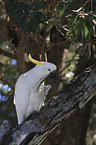 sitting Sulphur-crested Cockatoo