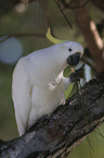 sitting Sulphur-crested Cockatoo