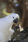 sitting Sulphur-crested Cockatoo