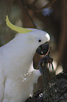 sitting Sulphur-crested Cockatoo