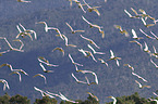 flying Sulphur-crested Cockatoos