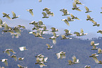 flying Sulphur-crested Cockatoos