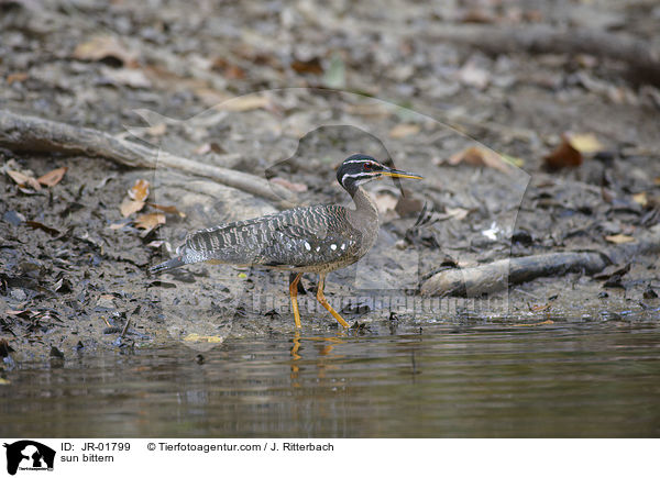 Sonnenralle / sun bittern / JR-01799