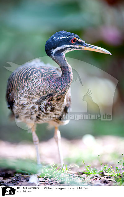 sun bittern / MAZ-03672