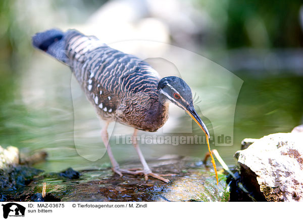 sun bittern / MAZ-03675