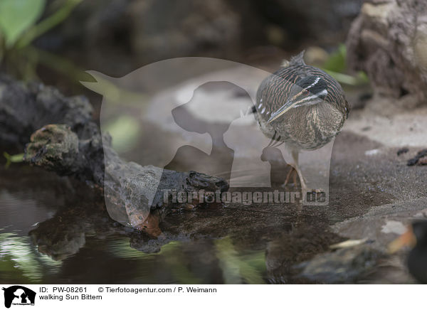 walking Sun Bittern / PW-08261