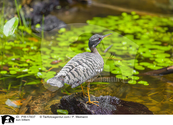 sun bittern / PW-17837